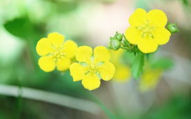 Soft Focus Photography Pure Sweet Wideflowers 1920 1200第30张壁纸 