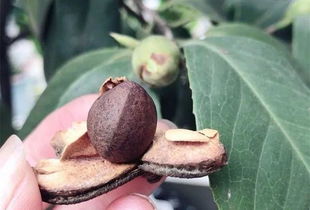 茶花种子什么季节播种,茶花种子播