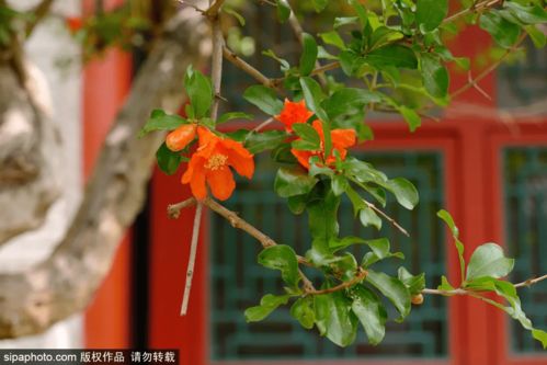 太实用了 北京初夏浪漫赏花手册, 五月花神 霸气登场,大多数居然都免费