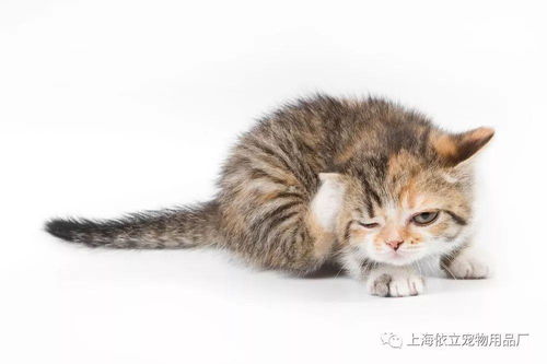 猫咪中毒如何处理 怎么预防猫咪中毒