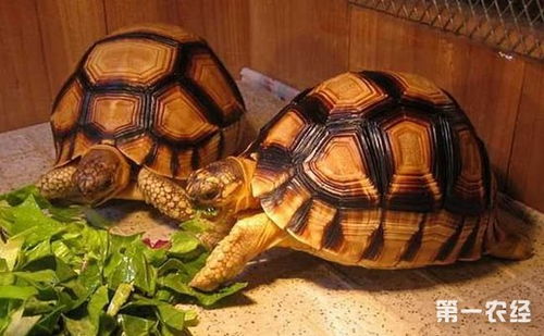 陆龟的种类有哪些 陆龟品种大全