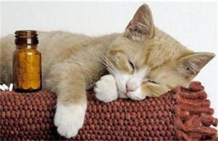 猫咪睡眠解读 猫为何会在睡觉时发抖