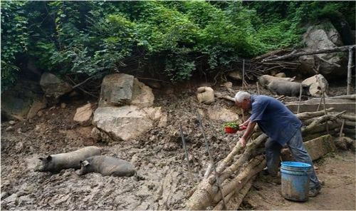 山西农民大哥深山养 野货 成快货,1头1万,想吃要排队