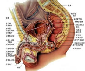 前列腺炎多久能治好，慢性前列腺炎多久能好