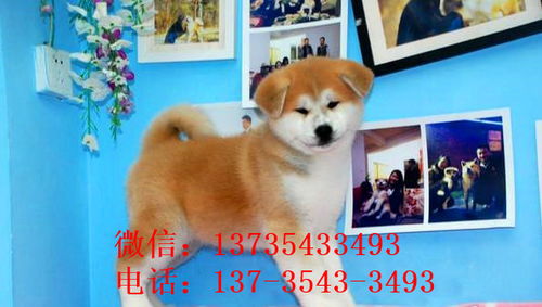 重庆宠物狗犬舍出售秋田犬宠物狗市场买狗卖狗在哪