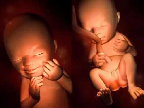 胎儿在肚子里的样子 宝宝还在肚子里的时候是什么样子的