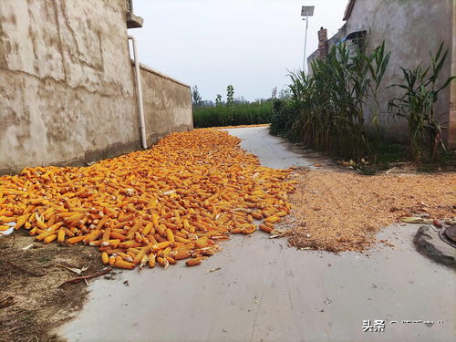 8旬农村老人收获10亩玉米,4个女儿无人前去帮忙,无奈间伤心落泪