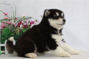 图 上海浦东狗场犬舍出售纯种巨型阿拉斯加幼犬狗狗出售 上海宠物狗 