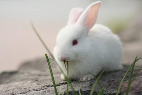 兔子日记 小白兔嘴角为什么会烂