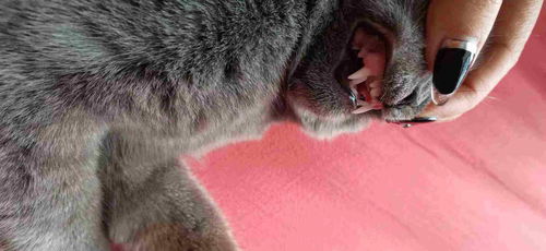 求助会看猫咪牙齿判断猫咪换牙了没,猫咪几个月大了 