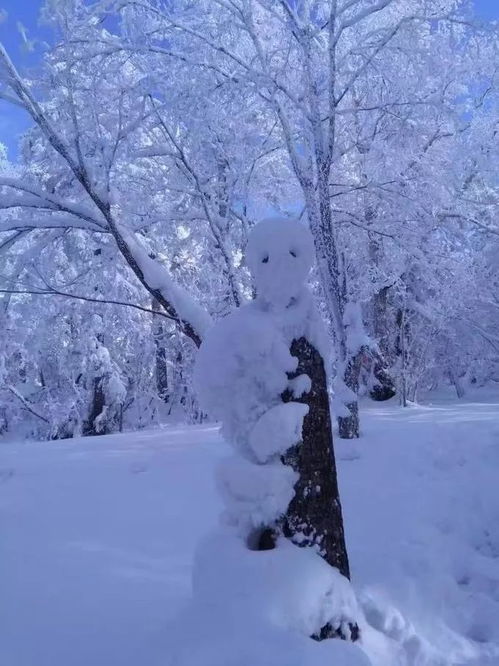 哈尔滨雪乡旅游攻略冬日童话哈尔滨雪乡旅游全攻略