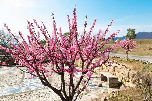 庭院可以种植梅花吗,梅花的美丽与