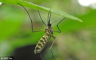 急需蚊子 苍蝇的图片 