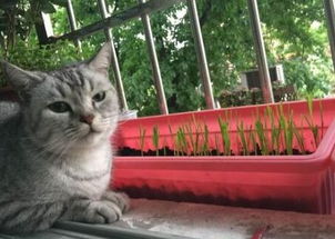 猫草是什么植物的种子呢,猫草是什