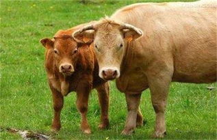 繁殖母牛的养殖技术