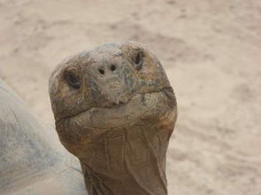 龟头脱皮和梅毒的关联 导致的龟头脱皮的原因
