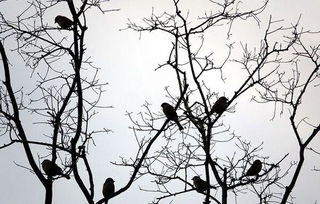 小鸟在树上叫着,好像在唱歌 是拟人句吗 
