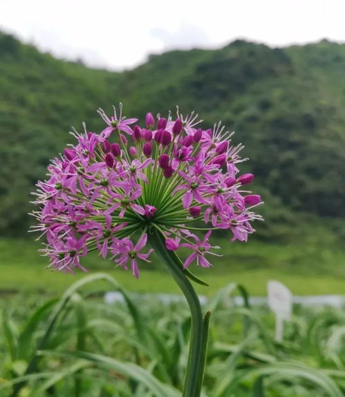 贵州万亩韭菜花开成海,惊艳了整个地球秋天