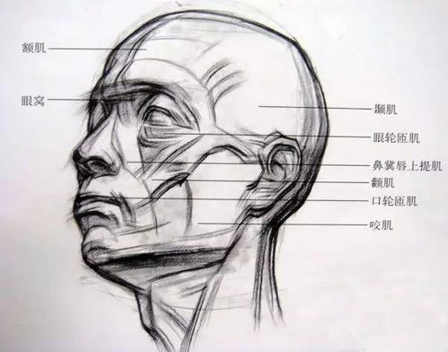 关于素描,你需要知道的10大知识点 