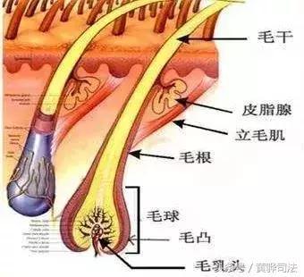 女生为什么会长胡子 女生的胡子会越刮越粗吗