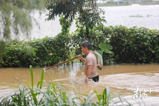 航拍图集 50年一遇暴雨停了,三乡变 水乡 ,市民捞鱼忙 