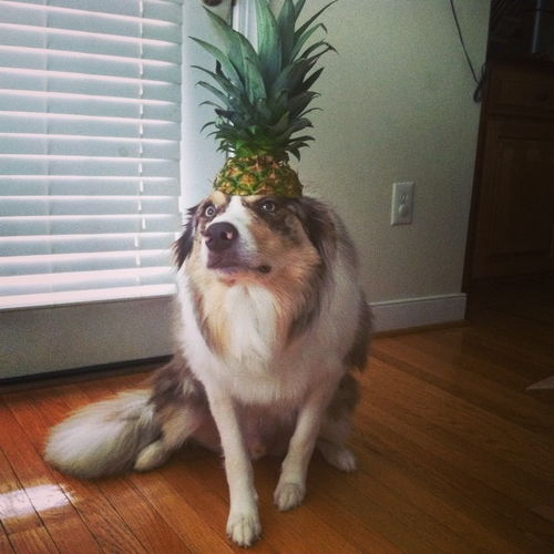狗狗能吃菠萝吗 喂狗吃菠萝要注意什么