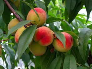 桃树生产管理中存在的误区及解决措施