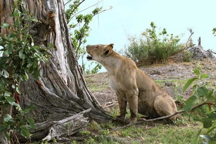 残暴的母狮子看到落单的狒狒宝宝,竟是这样 
