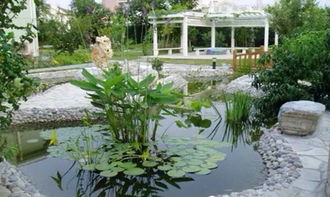花园水池风水(花园水池养什么植物好)