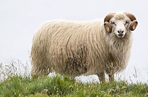 2021即将到来,12生肖羊新一年运势怎么样,属羊人过来看看