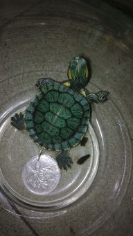 这种绿色的龟是什么品种 很小,不过在长大,速度挺快的 