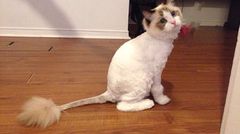 给猫咪剃毛划伤皮,给猫剃毛不小心出血