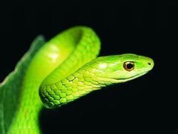 好看的蛇电影,蛇类:神秘物种及其与人类的关系