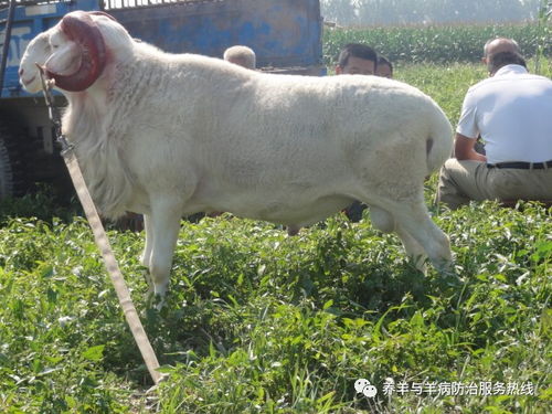 全国各地最适合引种的季节,养羊新手必看 