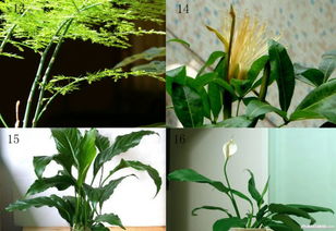 净化空气的植物,净化空气的植物有哪些