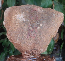 怎么识别树化玉原石,玉原石的木化是什么?