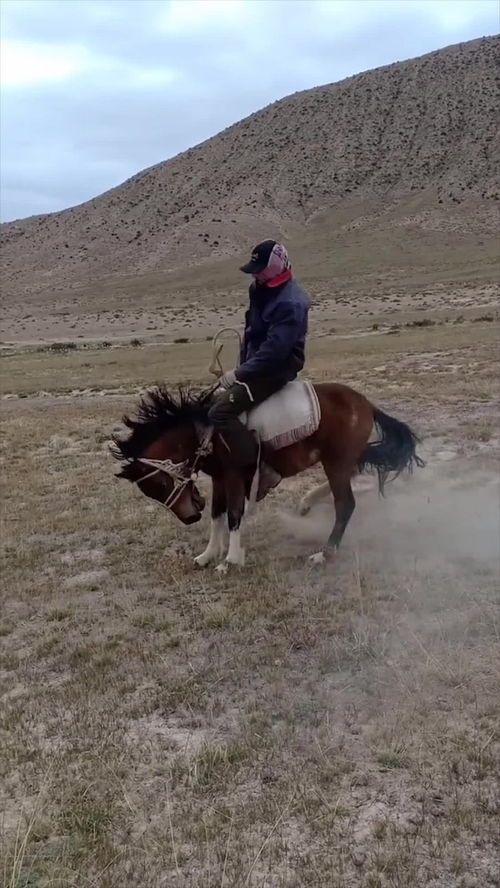 马背上的汉子,驯服一匹烈马,过程太惊险了 