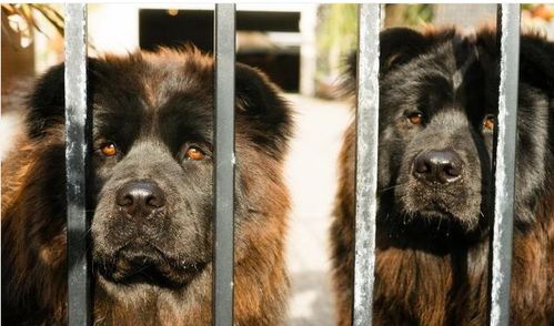 阿拉斯加犬为什么不能成为警犬