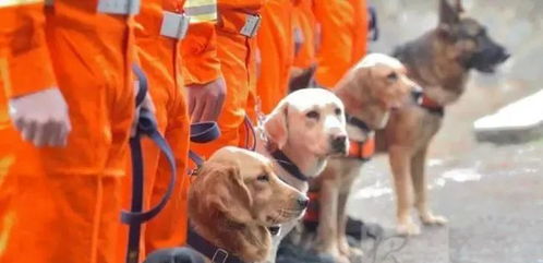 澳洲大火背后,还有这么一群英雄的狗狗