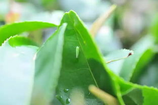 茶小绿叶蝉防治特效药 