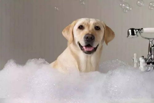给宠物洗澡的实用小技巧