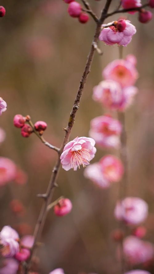 梅花的花语是啥颜色的,梅花花语：冷艳与坚韧的白色之美