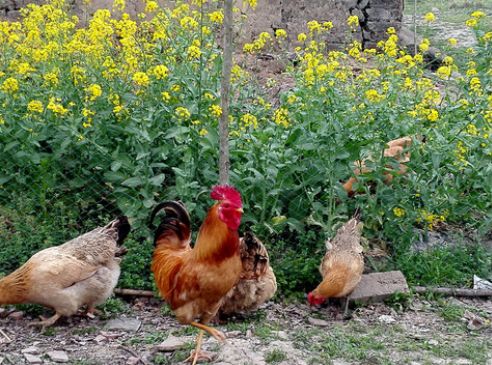 鸡场如何有效控制禽流感
