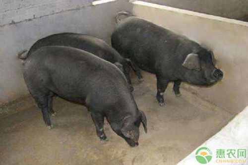 苏太母猪是什么品种 饲养需要注意哪些要点