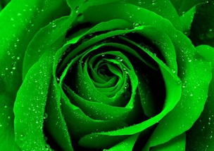 绿色玫瑰的花语是什么,玫瑰不同颜色的花语