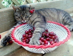 科普 猫咪能吃的水果和不能吃的水果都有哪些