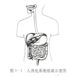 口腔部位图 搜狗图片搜索