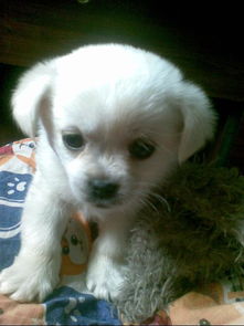 我买了一只小狗,两三个月大,白色的毛还是直的,都不知道是什么狗 , 