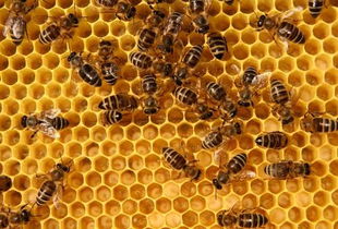 蜜蜂是在什么时候活动 