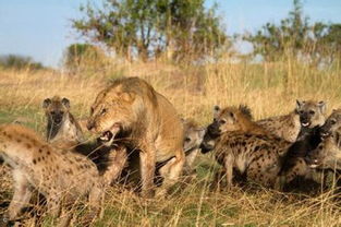 狮子和鬣狗,为什么被称为非洲草原大哥和二哥